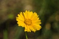Lance Leaved Correopsis Sunflower Ã¢â¬â Coreopsis lanceolate Royalty Free Stock Photo